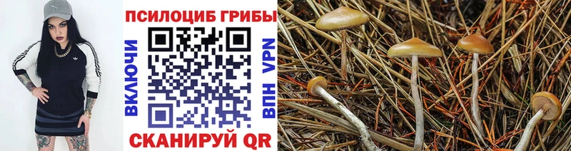 как найти наркотики Всеволожск Псилоцибиновые грибы Cubensis